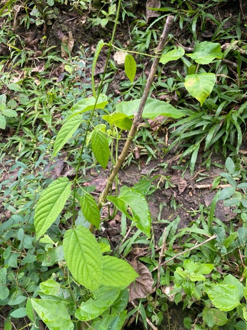 Whiteroot (Gouania lupuloides)