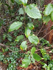 Whiteroot (Gouania lupuloides)