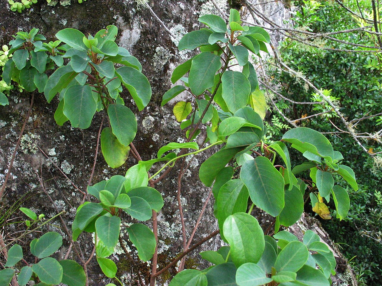 Smoothfruit chewstick: Smoothfruit chewstick Rhamnaceae Endemic to the Hawaiian Islands Endangered Waiʻanae Mountains, Oʻahu