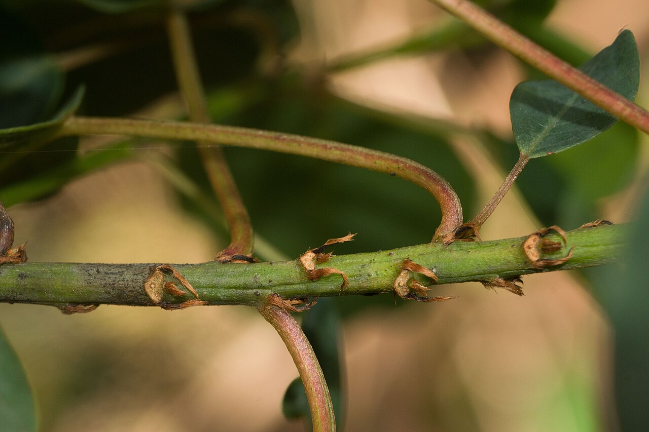 Smoothfruit chewstick: Gouania meyenii, O'ahu, Hawai'i