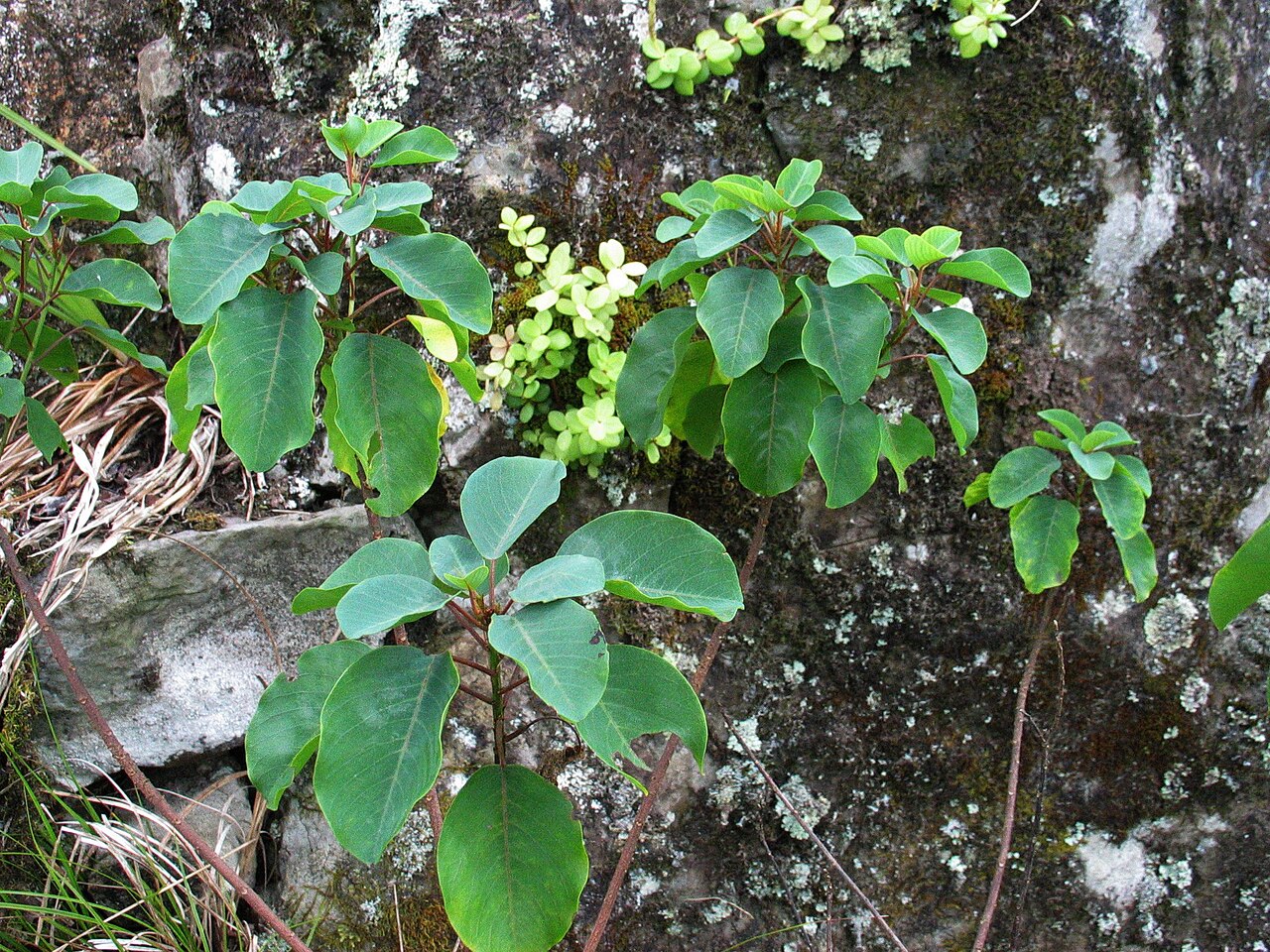 Smoothfruit chewstick: Smoothfruit chewstick Rhamnaceae Endemic to the Hawaiian Islands Endangered Waiʻanae Mountains, Oʻahu ʻAlaʻala wai nui (Peperomia tetraphylla) in background.