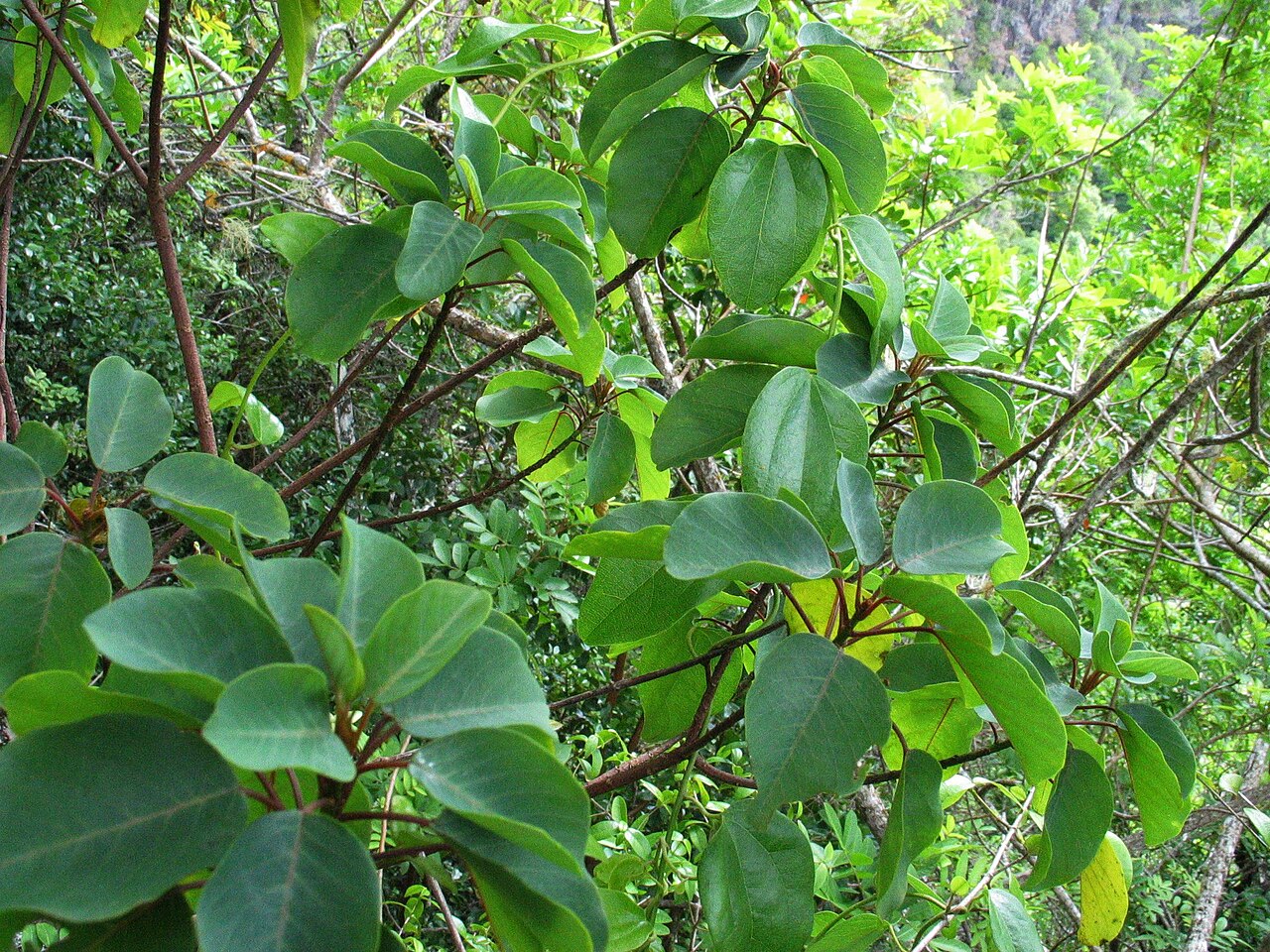 Smoothfruit chewstick: Smoothfruit chewstick Rhamnaceae Endemic to the Hawaiian Islands Endangered Waiʻanae Mountains, Oʻahu