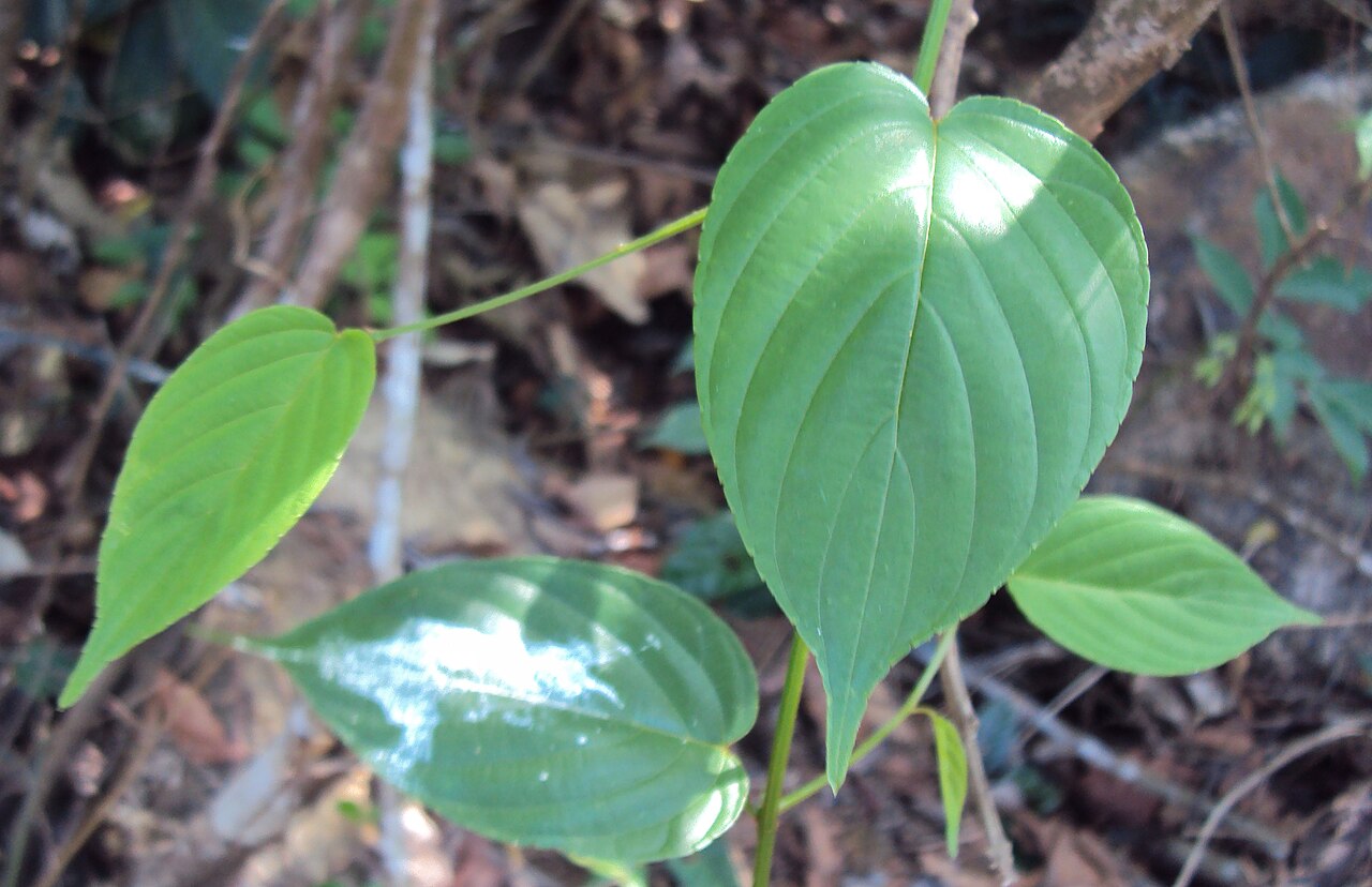 Gouania microcarpa: Gouania microcarpa