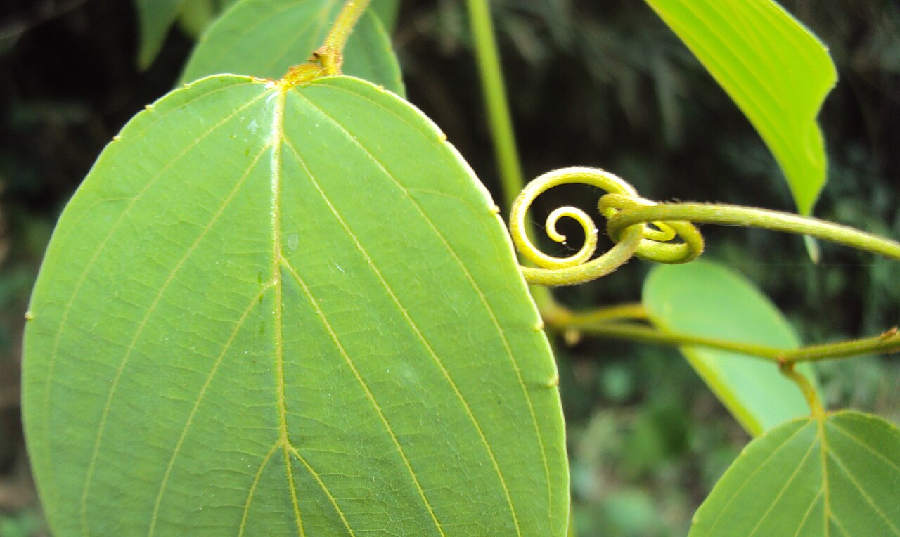 Gouania microcarpa: Gouania microcarpa