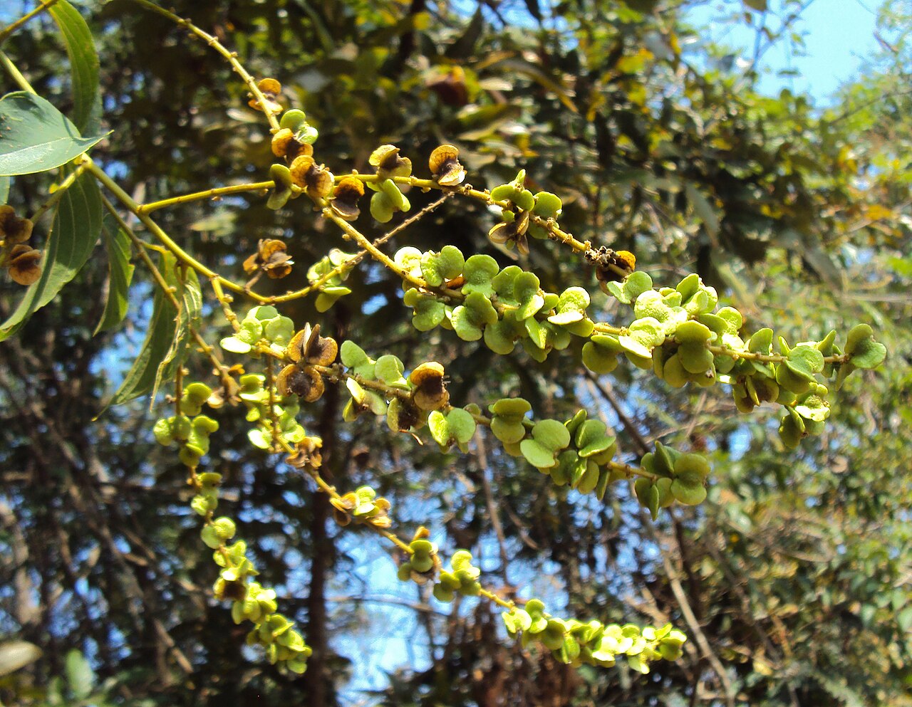 Gouania microcarpa: Gouania microcarpa