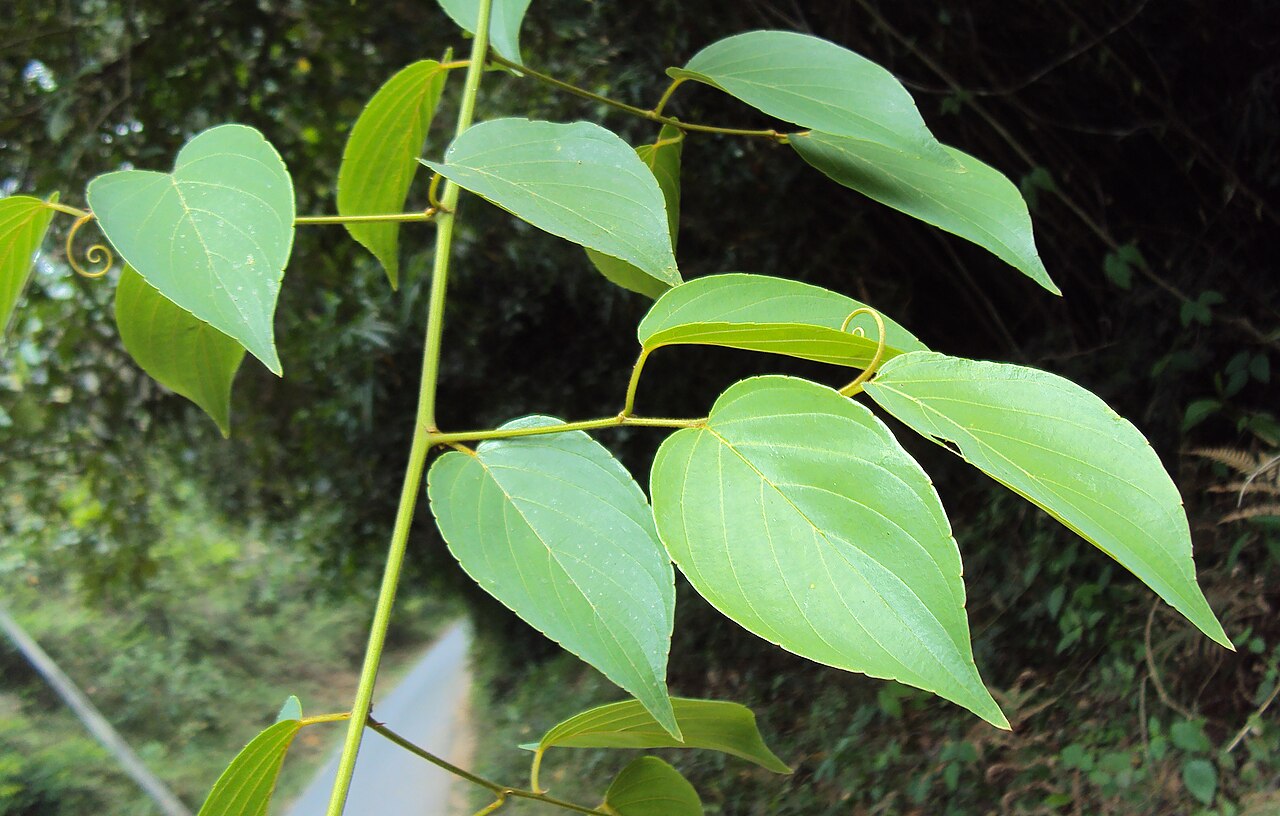 Gouania microcarpa: Gouania microcarpaGouania microcarpa