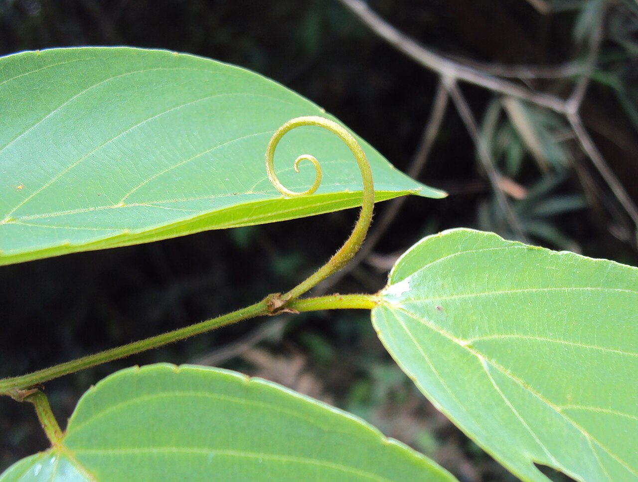 Gouania microcarpa: Gouania microcarpa