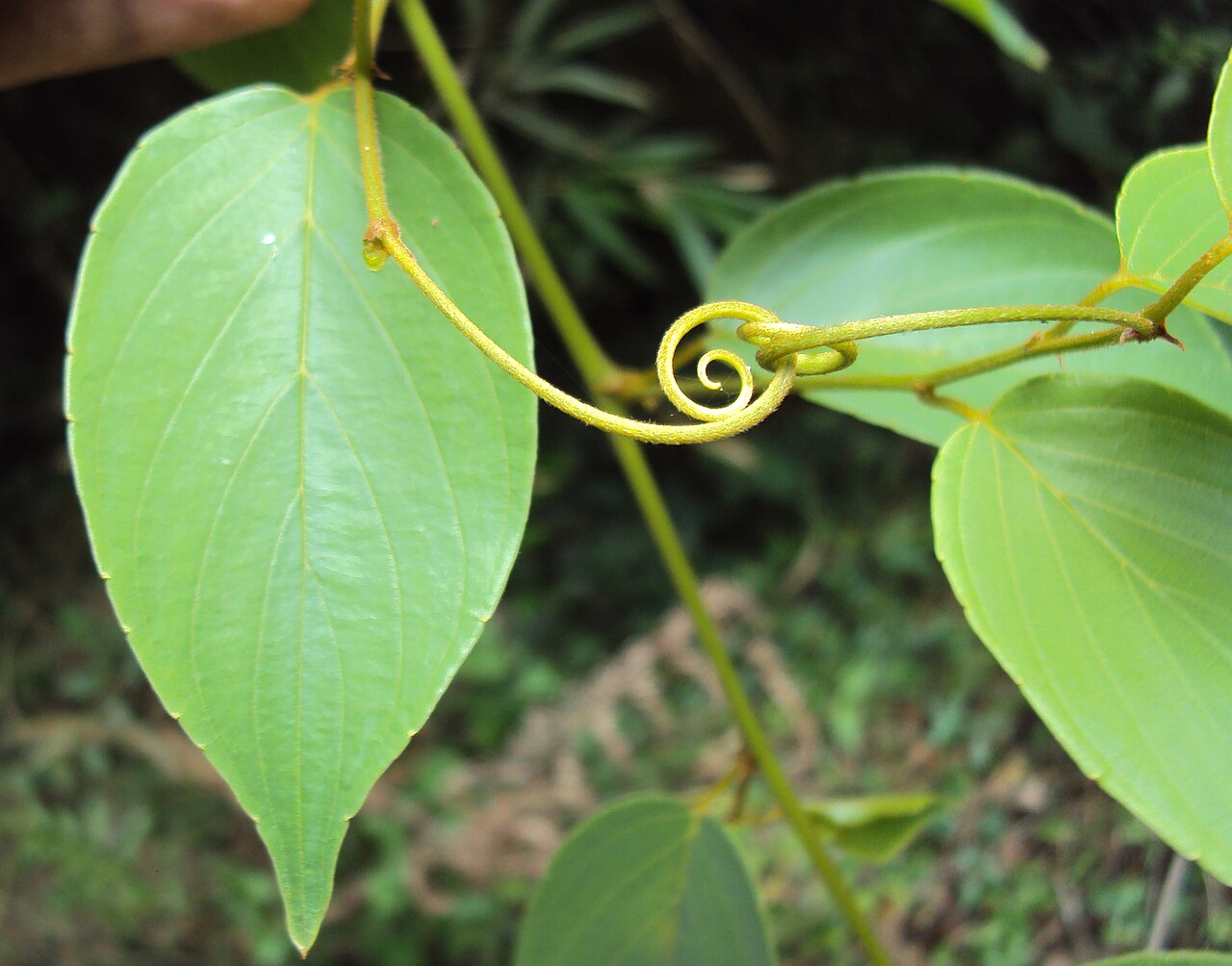 Gouania microcarpa: Gouania microcarpa