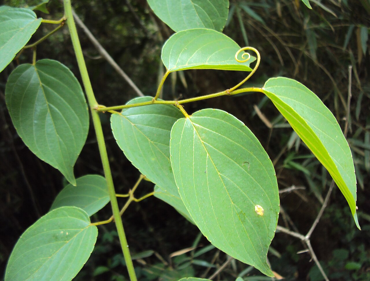 Gouania microcarpa: Gouania microcarpa
