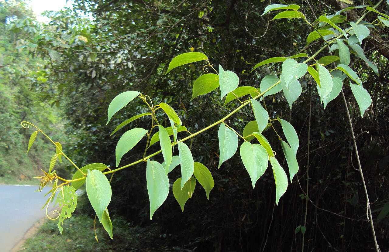 Gouania microcarpa: Gouania microcarpa
