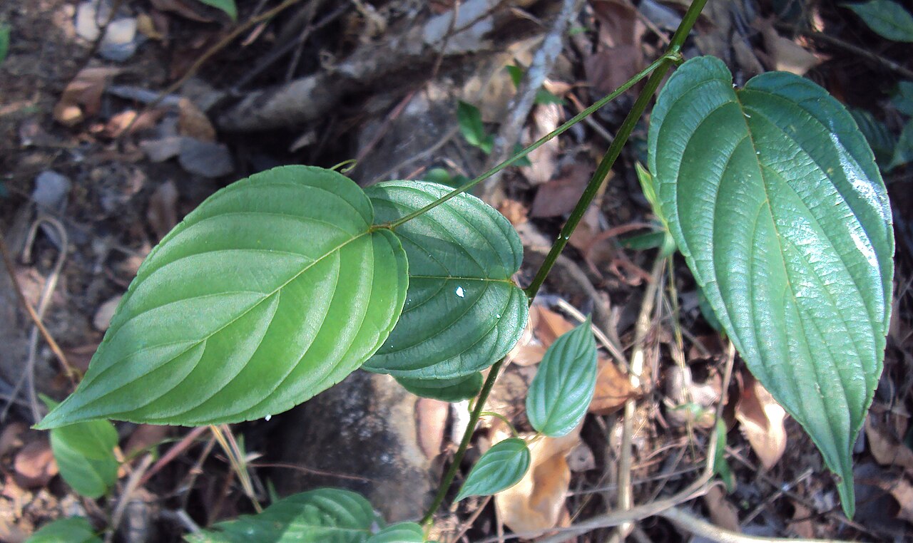 Gouania microcarpa: Gouania microcarpa