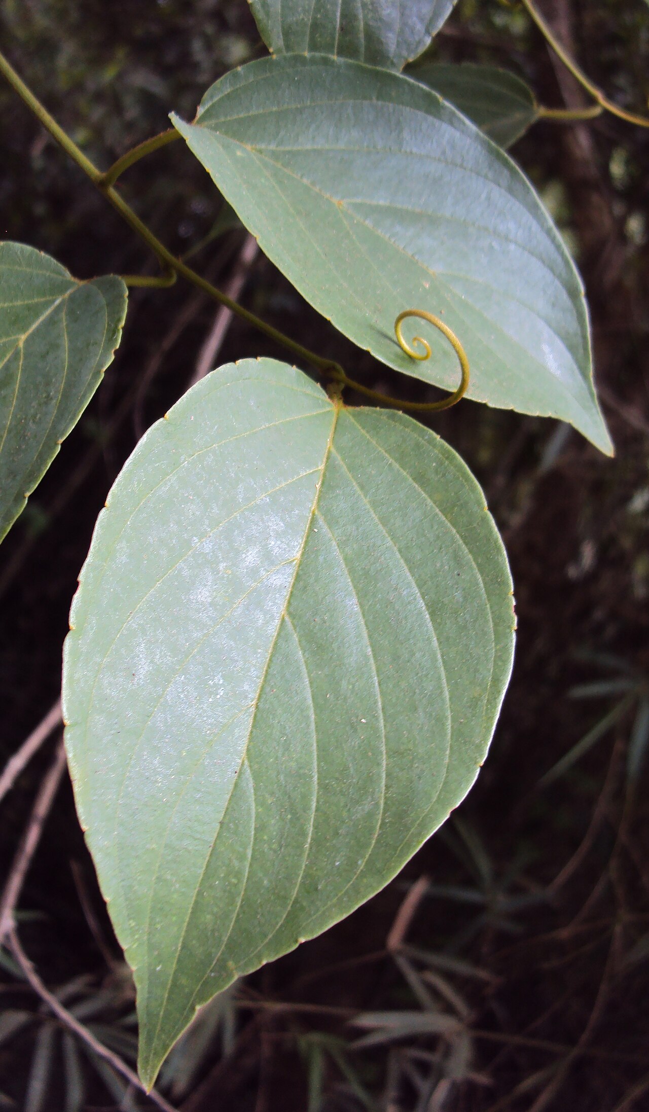 Gouania microcarpa: Gouania microcarpa