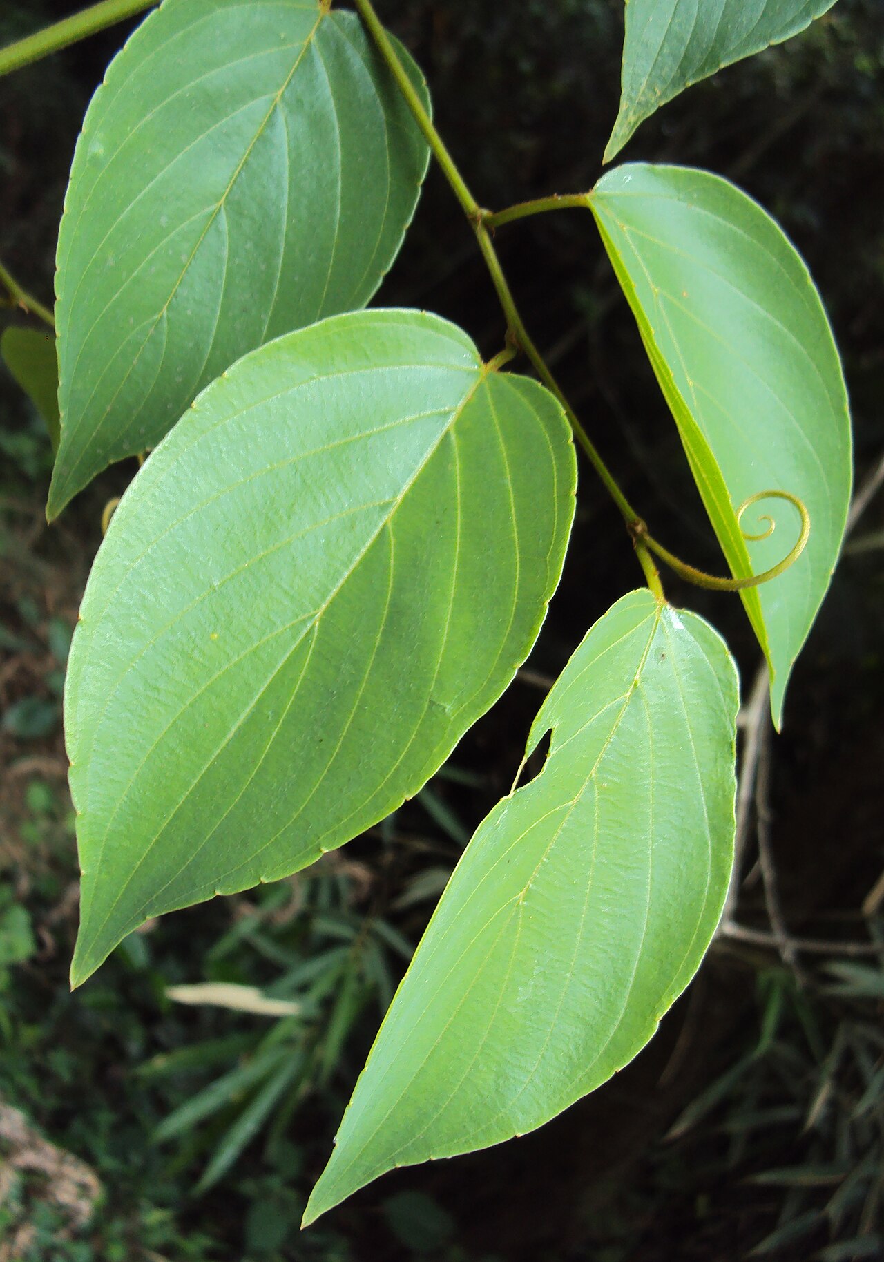 Gouania microcarpa: Gouania microcarpa