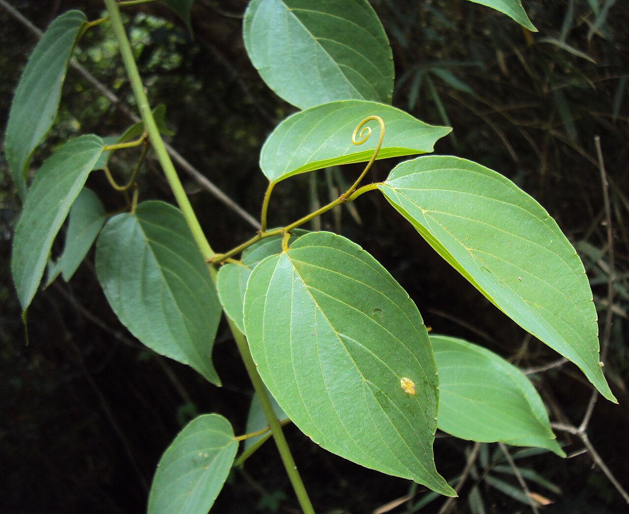 Gouania microcarpa: Gouania microcarpa