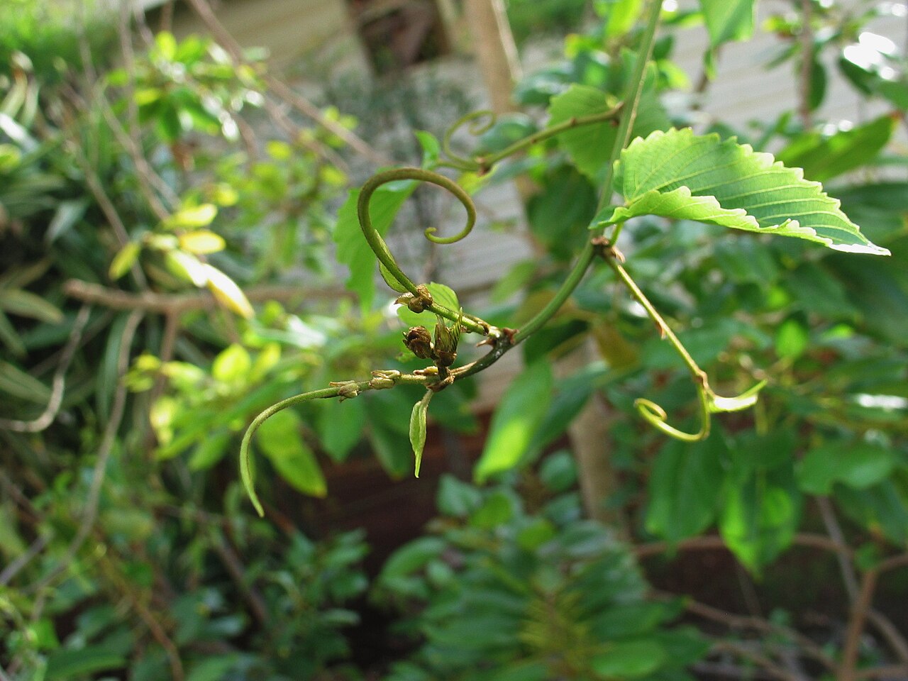 Oahu chewstick: Oʻahu chewstick Rhamnaceae Endemic to the Hawaiian Islands Endangered Oʻahu