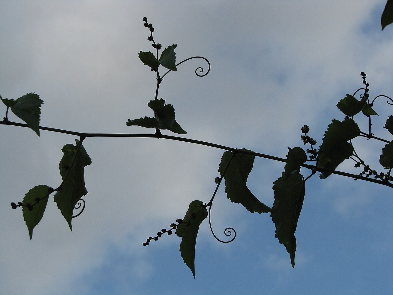 Oahu chewstick: Oʻahu chewstick Rhamnaceae Endemic to the Hawaiian Islands Endangered Oʻahu