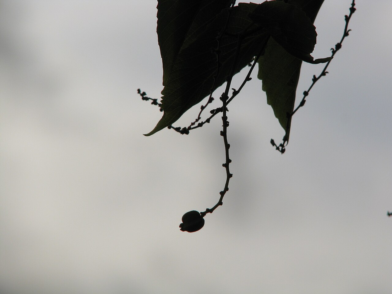 Oahu chewstick: Oʻahu chewstick Rhamnaceae Endemic to the Hawaiian Islands Endangered Oʻahu