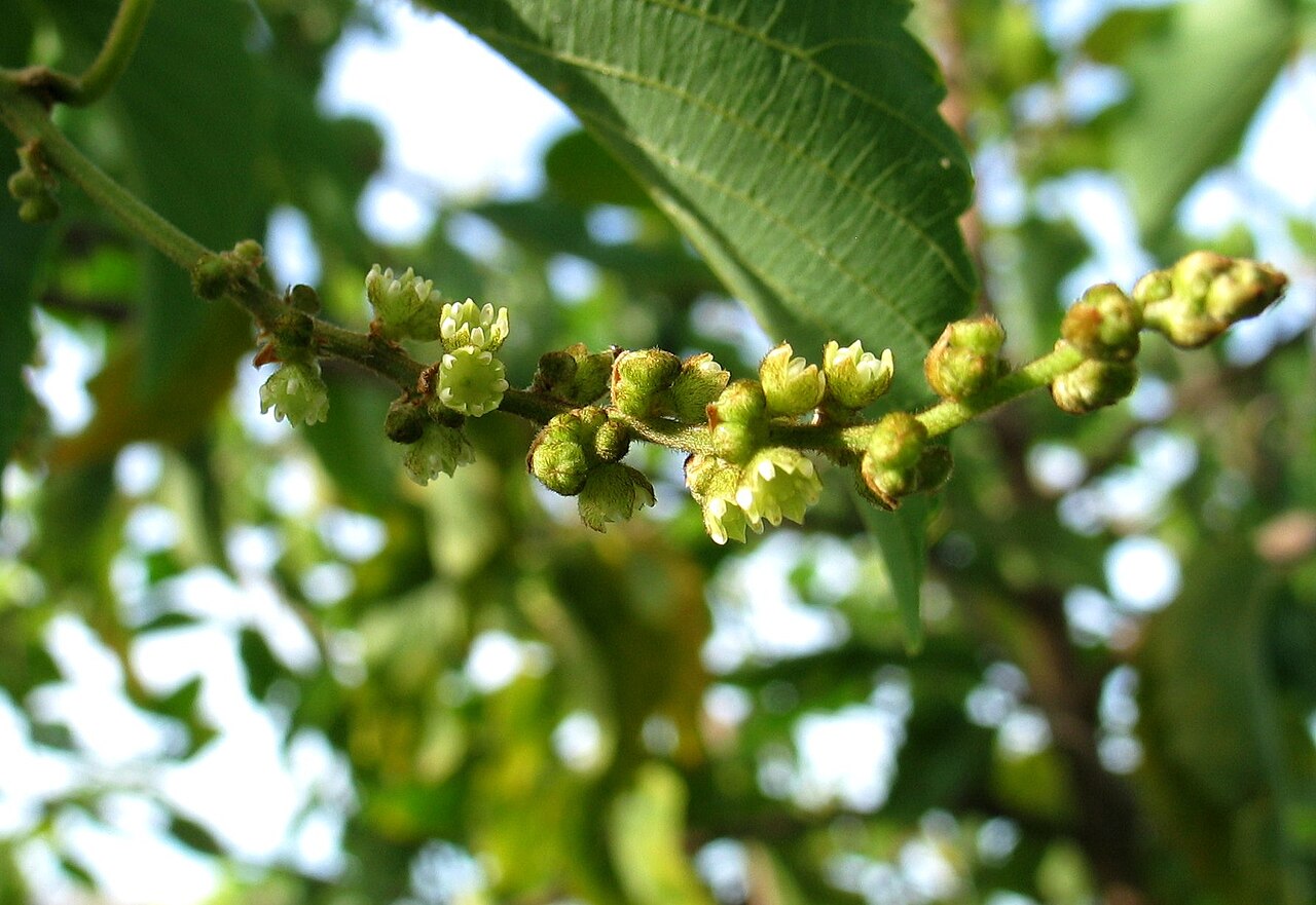 Oahu chewstick: Oʻahu chewstick Rhamnaceae Endemic to the Hawaiian Islands Endangered Oʻahu