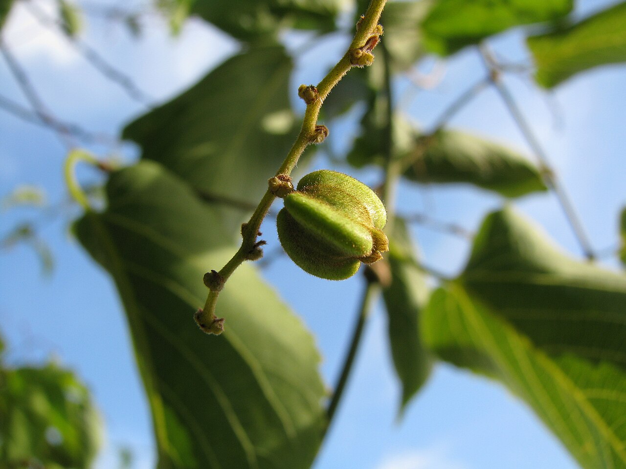 Oahu chewstick: Oʻahu chewstick Rhamnaceae Endemic to the Hawaiian Islands Endangered Oʻahu