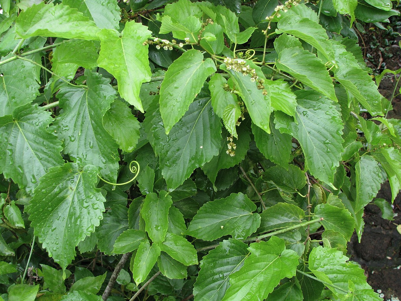 Oahu chewstick: Oʻahu chewstick Rhamnaceae Endemic to the Hawaiian Islands (Oʻahu, West Maui, Hawaiʻi Island) Endangered Oʻahu (Cultivated) Though no known use by the early Haw