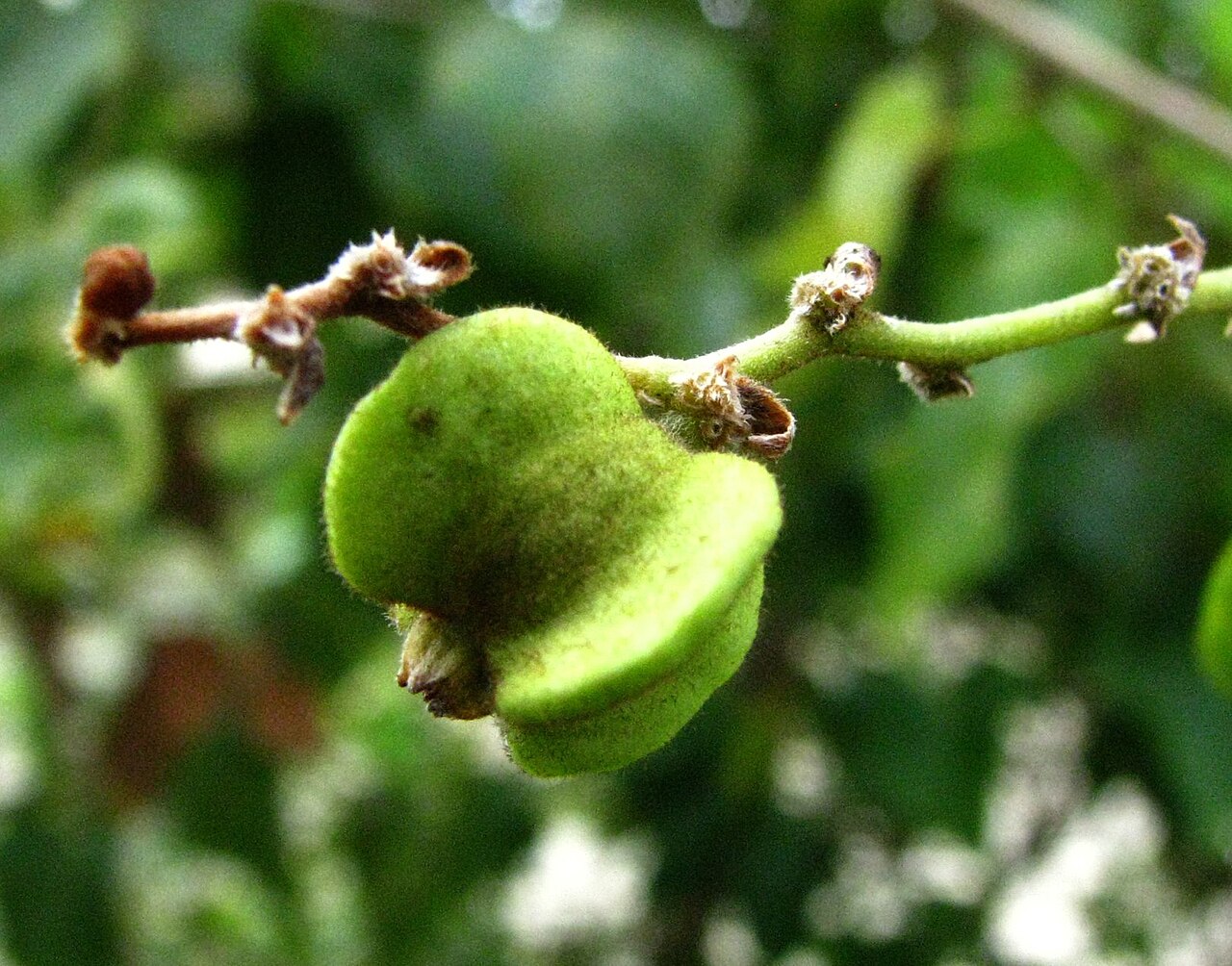 Oahu chewstick: Oʻahu chewstick Rhamnaceae Endemic to the Hawaiian Islands Endangered Cultivated (Oʻahu) Green fruit.