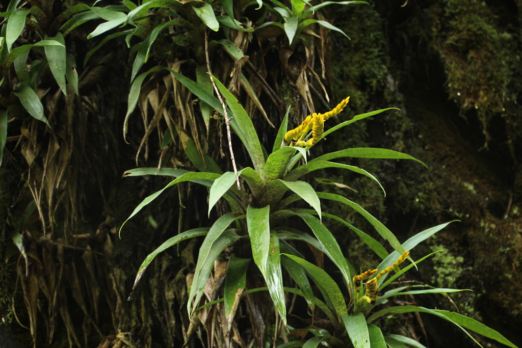 Goudaea ospinae (Goudaea ospinae)