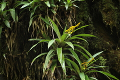 Goudaea ospinae (Goudaea ospinae)