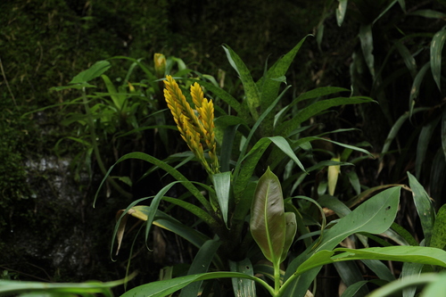 Goudaea ospinae (Goudaea ospinae)