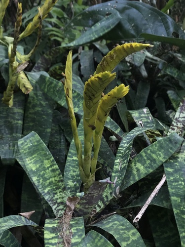 Goudaea ospinae (Goudaea ospinae)