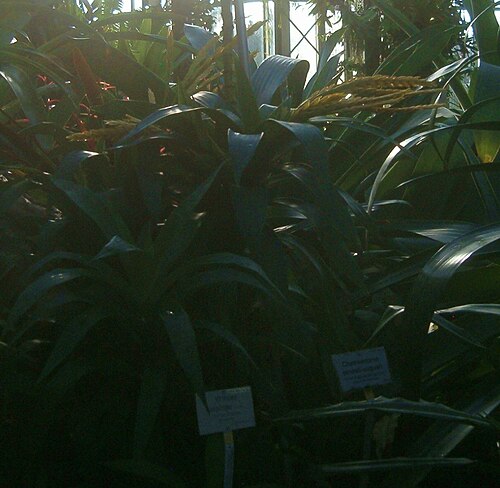 Goudaea ospinae: At Botanical Gardens Berlin-Dahlem Species Vriesea ospinae