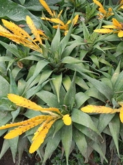 Goudaea ospinae (Goudaea ospinae)