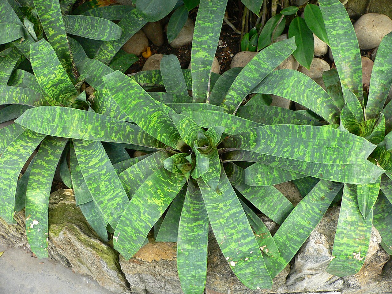 Goudaea ospinae: Pictures taken by myself at Longwood Gardens
