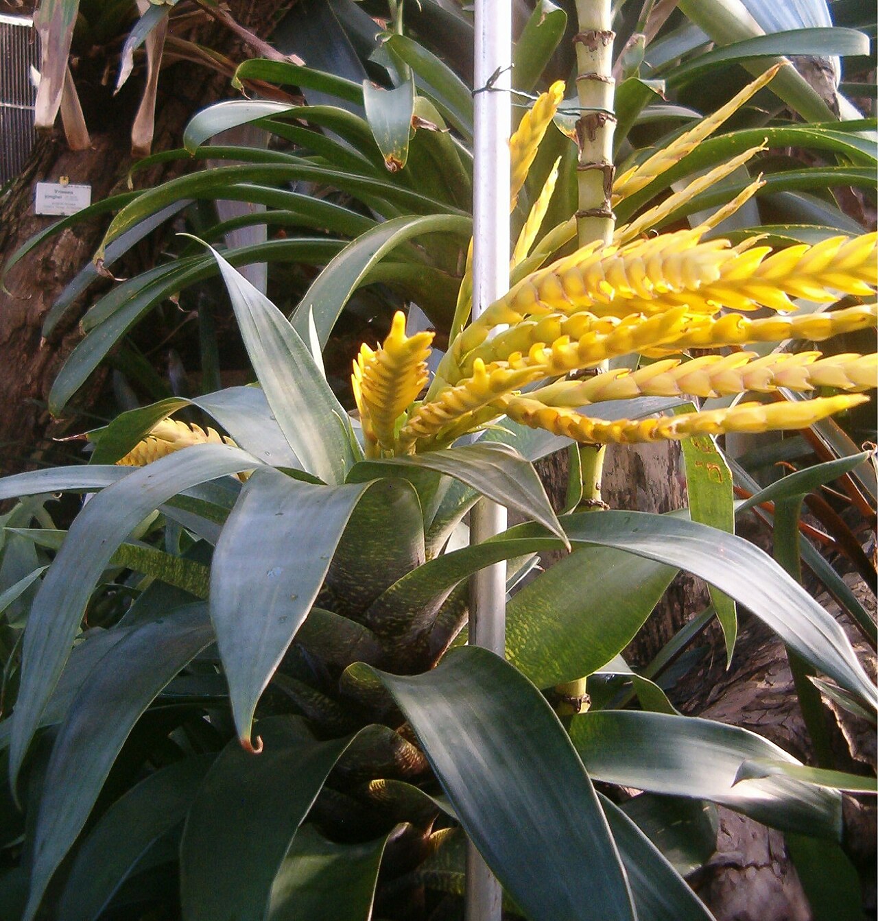 Goudaea ospinae: At Botanical Gardens Berlin-Dahlem Species Vriesea ospinae