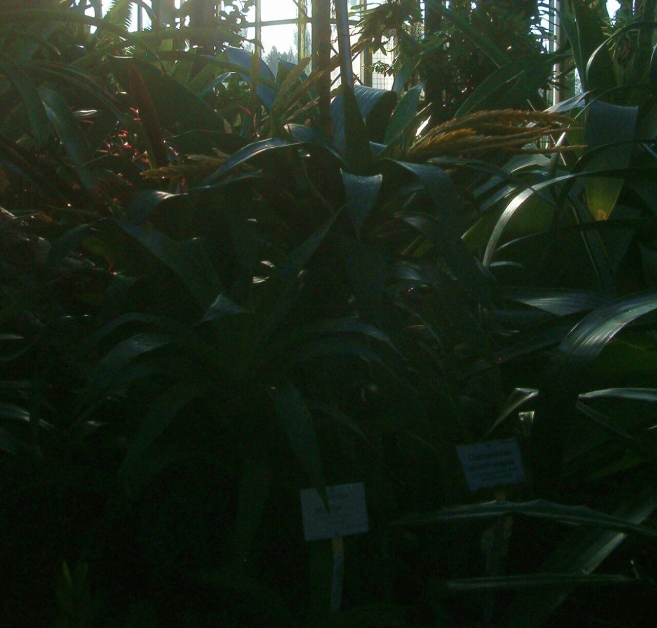 Goudaea ospinae: At Botanical Gardens Berlin-Dahlem Species Vriesea ospinae