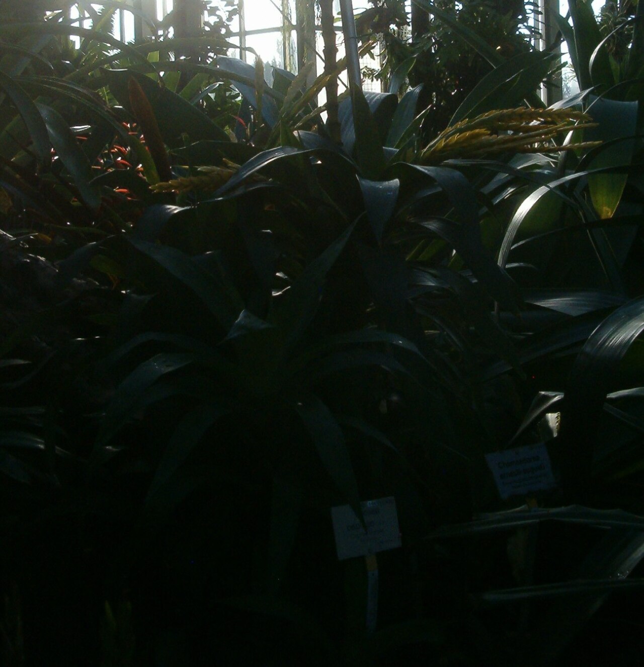 Goudaea ospinae: At Botanical Gardens Berlin-Dahlem Species Vriesea ospinae