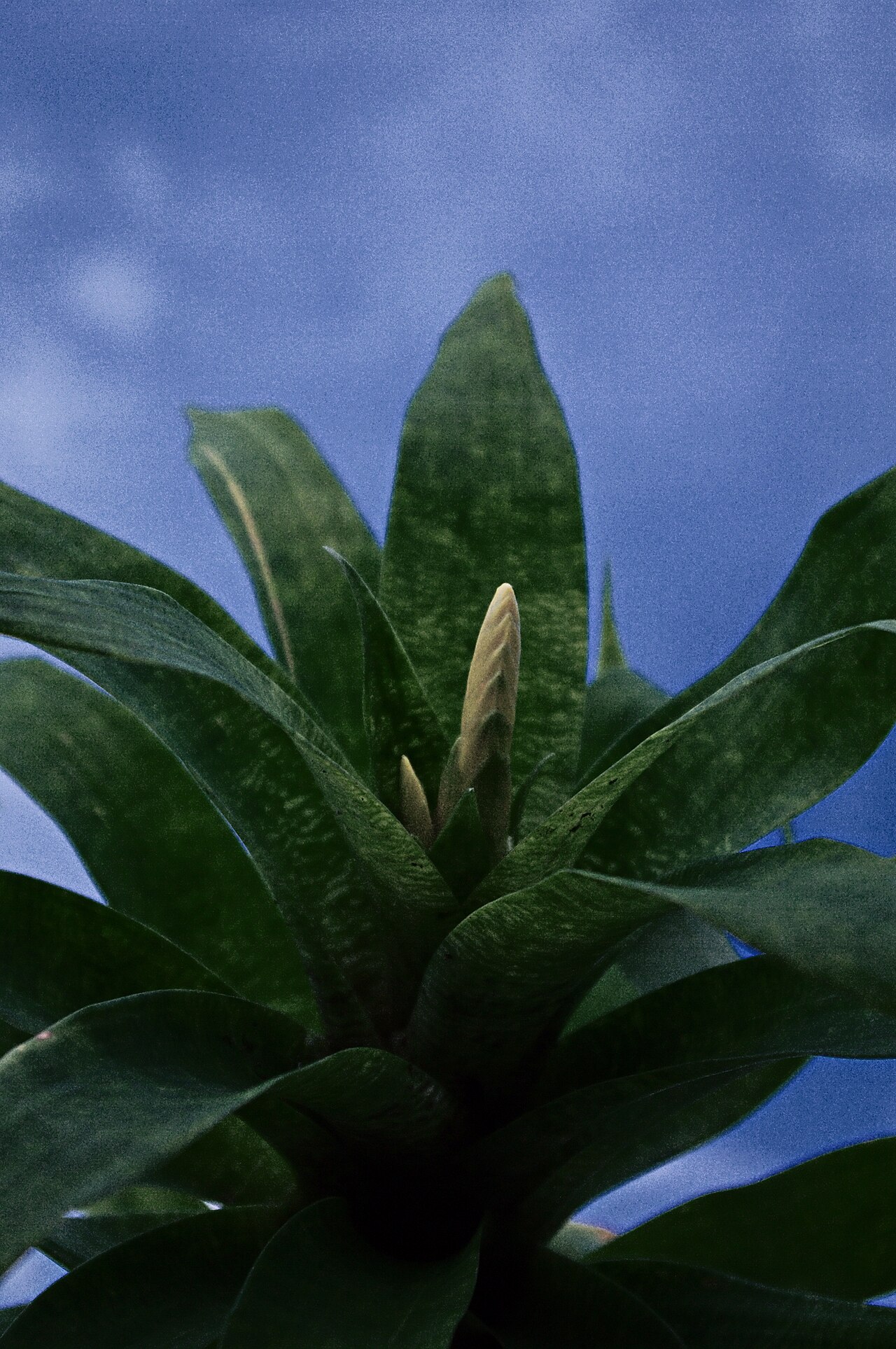 Goudaea ospinae: 261-365 180911 Vriesea ospinae