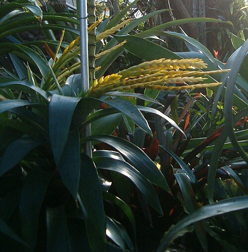 Goudaea ospinae: At Botanical Gardens Berlin-Dahlem Species Vriesea ospinae