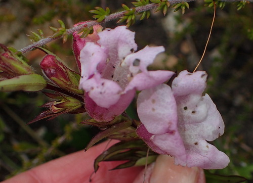 Graderia scabra (Graderia scabra)