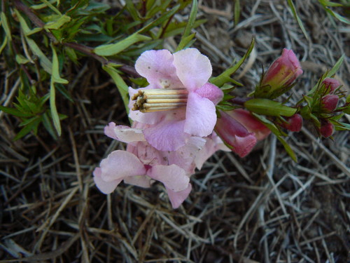 Graderia scabra (Graderia scabra)