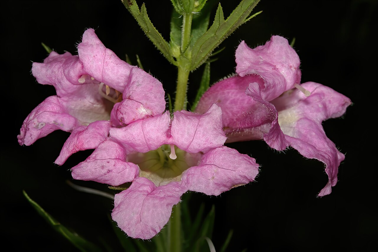 Graderia scabra: Graderia scabra , flowers; grassland near Smedmore Forest, Umtamvuna Nature Reserve, Port Edward, KwaZulu-Natal, South Africa