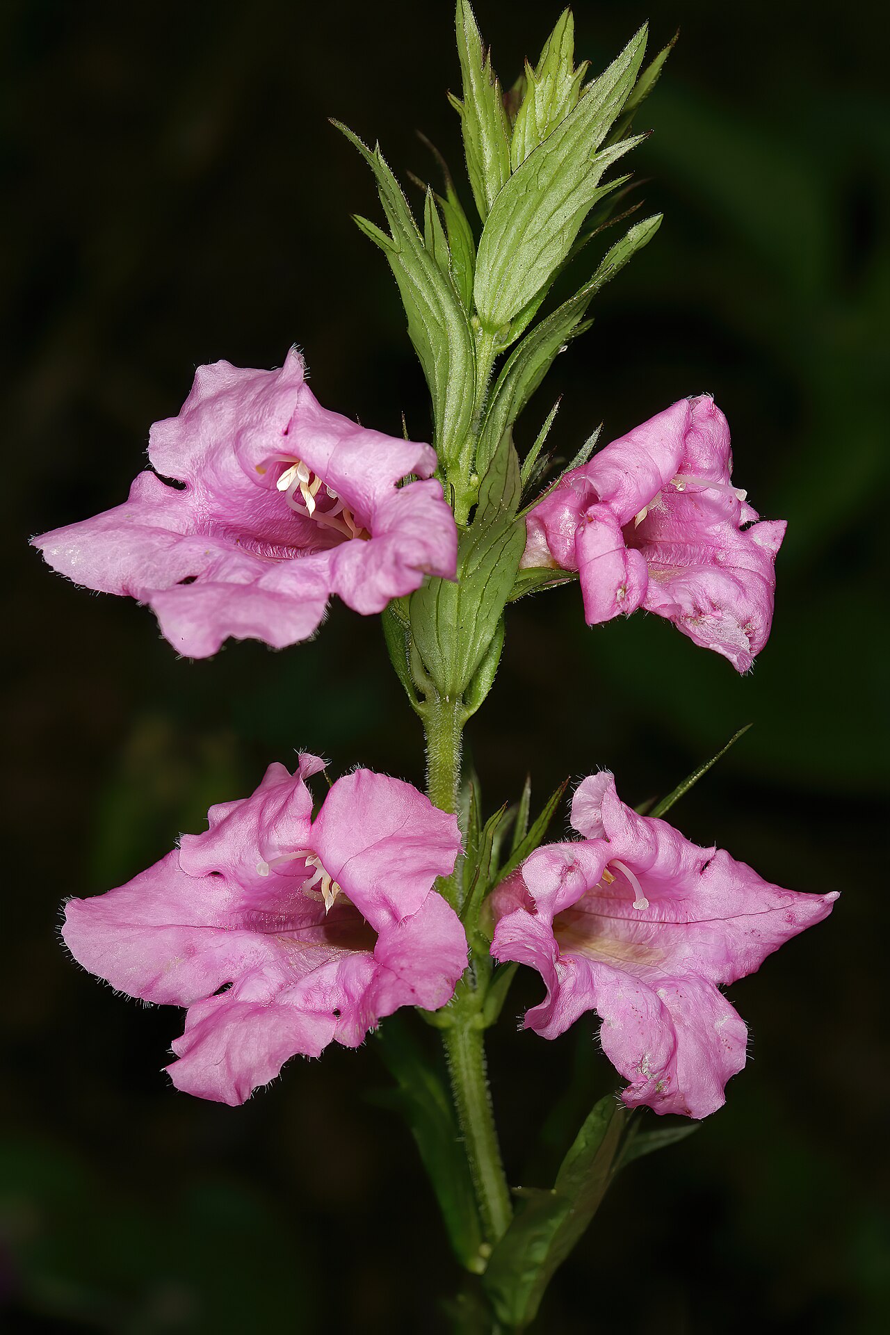 Graderia scabra: Graderia scabra , flowers; grassland near Smedmore Forest, Umtamvuna Nature Reserve, Port Edward, KwaZulu-Natal, South Africa