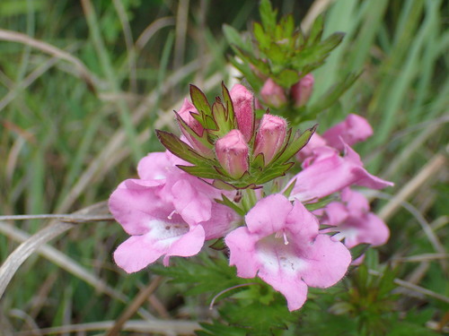 Graderia scabra (Graderia scabra)