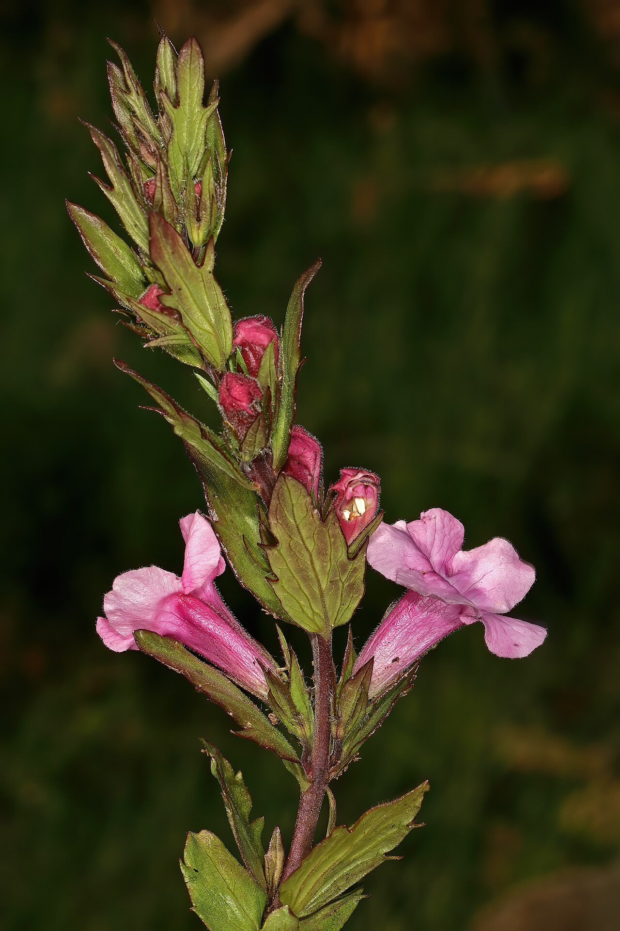 Graderia scabra: Graderia scabra , flowers; recently burned grassland, vicinity of Buffelskloof Nature Reserve, Lydenburg, Mpumalanga, South Africa