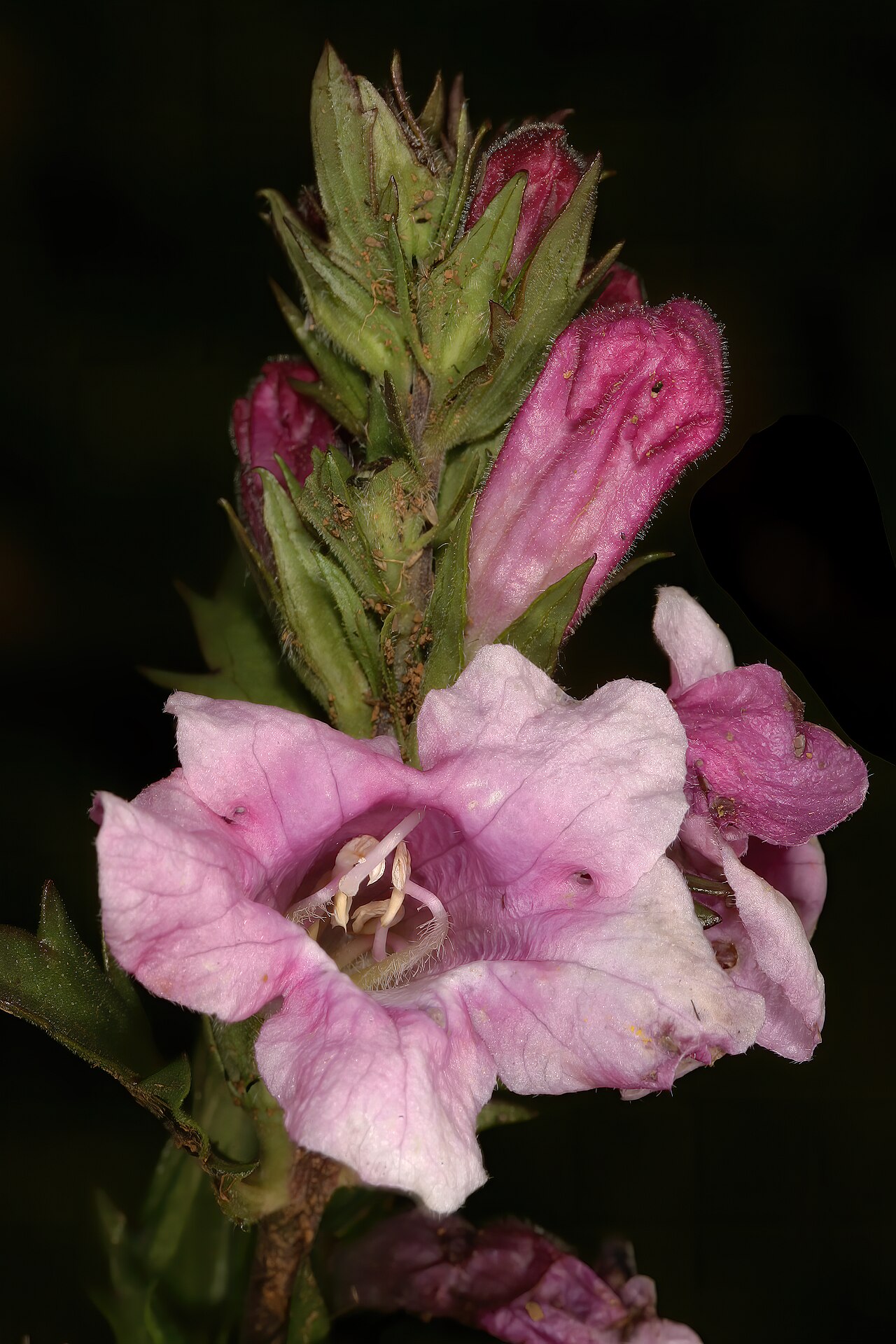 Graderia scabra: Graderia scabra , flowers; recently burned grassland, vicinity of Buffelskloof Nature Reserve, Lydenburg, Mpumalanga, South Africa