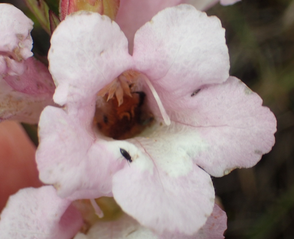 Graderia scabra (Graderia scabra)