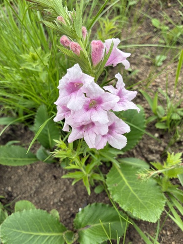 Graderia scabra (Graderia scabra)