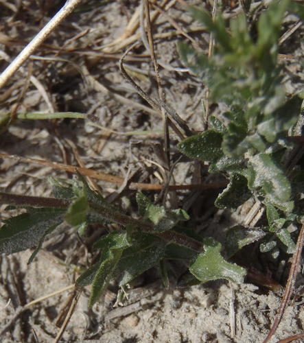 Graderia scabra (Graderia scabra)
