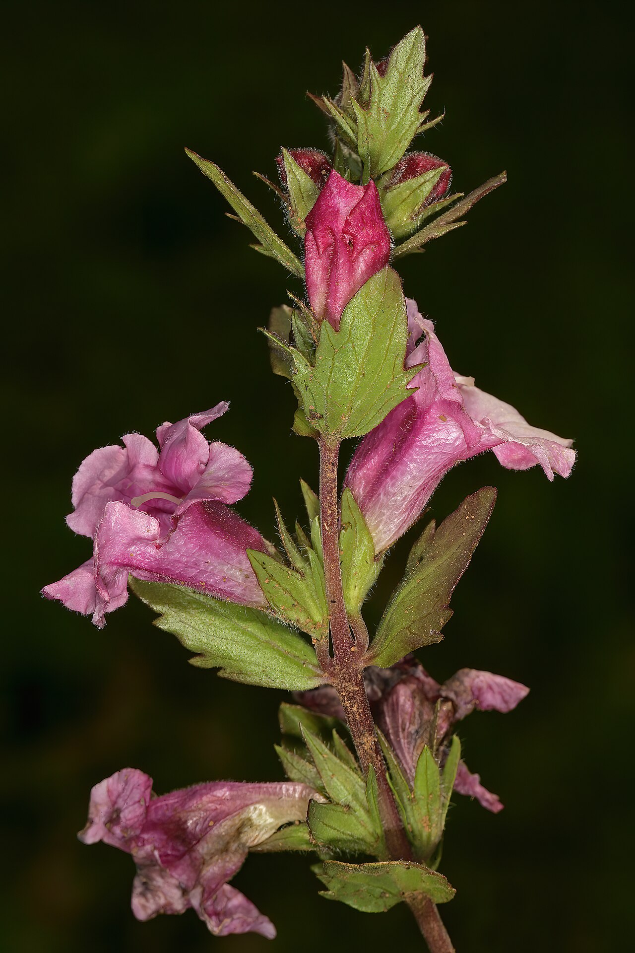 Graderia scabra: Graderia scabra , flowers; recently burned grassland, vicinity of Buffelskloof Nature Reserve, Lydenburg, Mpumalanga, South Africa