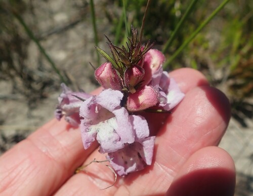 Graderia scabra (Graderia scabra)
