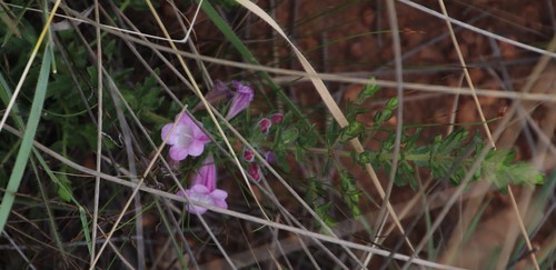 Wild penstemon (Graderia subintegra)